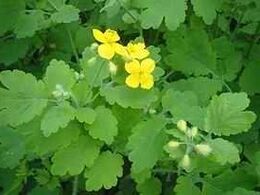 celandine against nail fungus