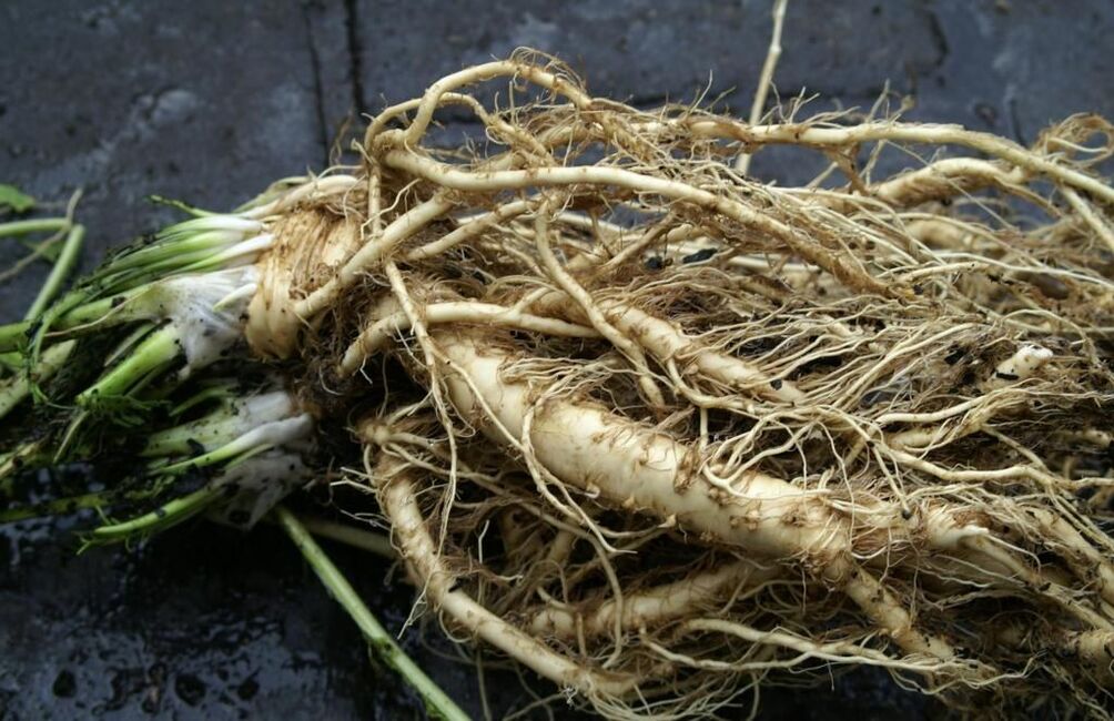 against horseradish fungus