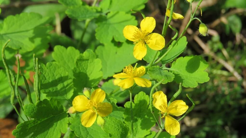 celandine against nail fungus